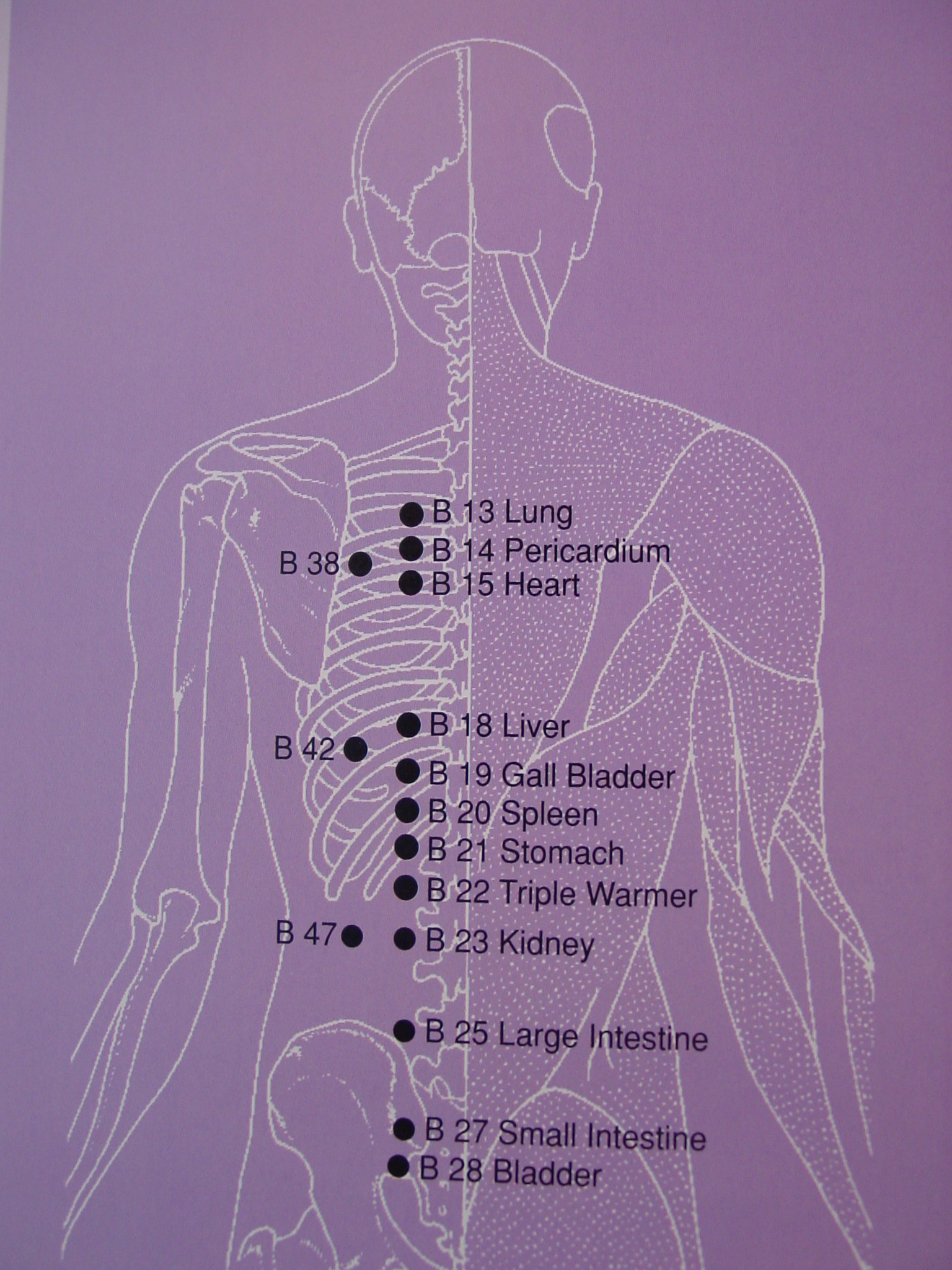 Muscle Meridian Chart